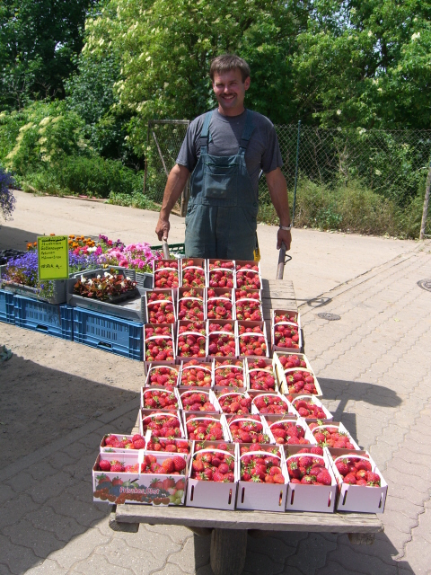 Hier kommen die Erdbeeren frisch vom Feld