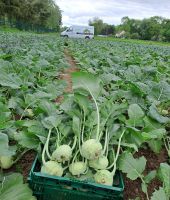 kohlrabi
