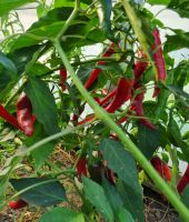 paprika_scharf_suess