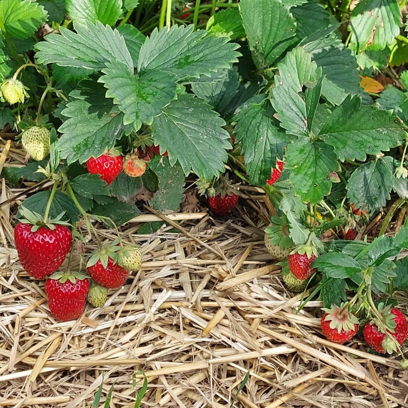 frische Erdbeeren