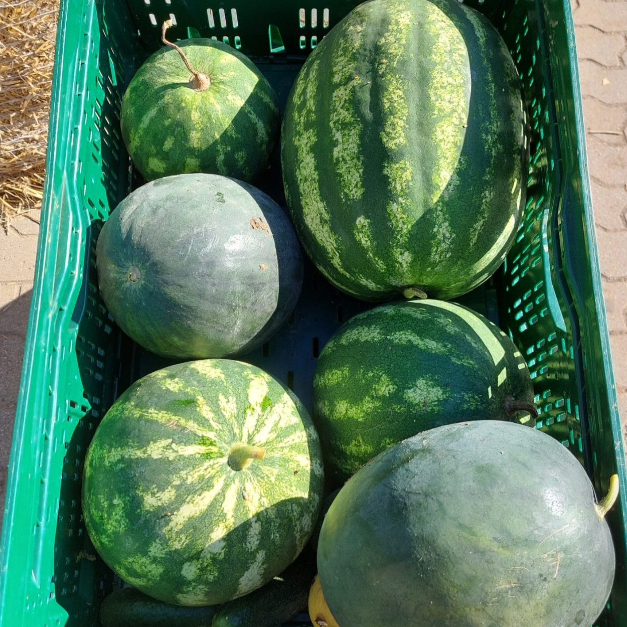 frische melonen