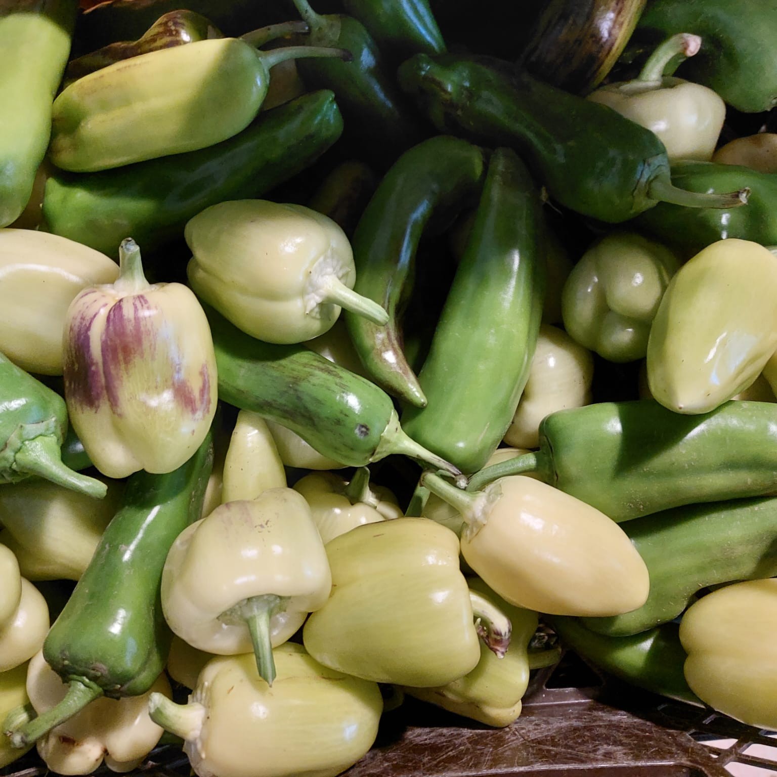 Frische Paprika