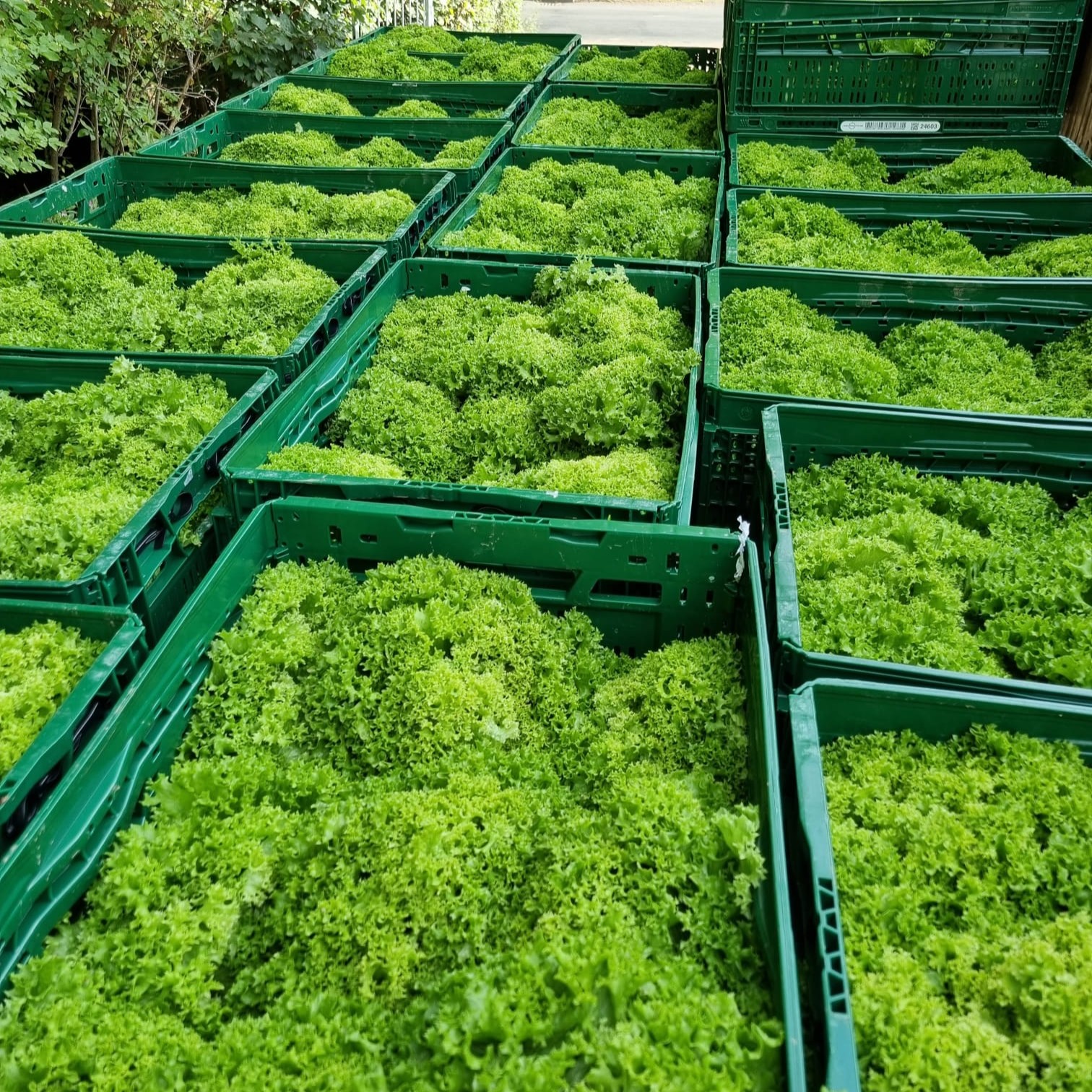 frische Salate