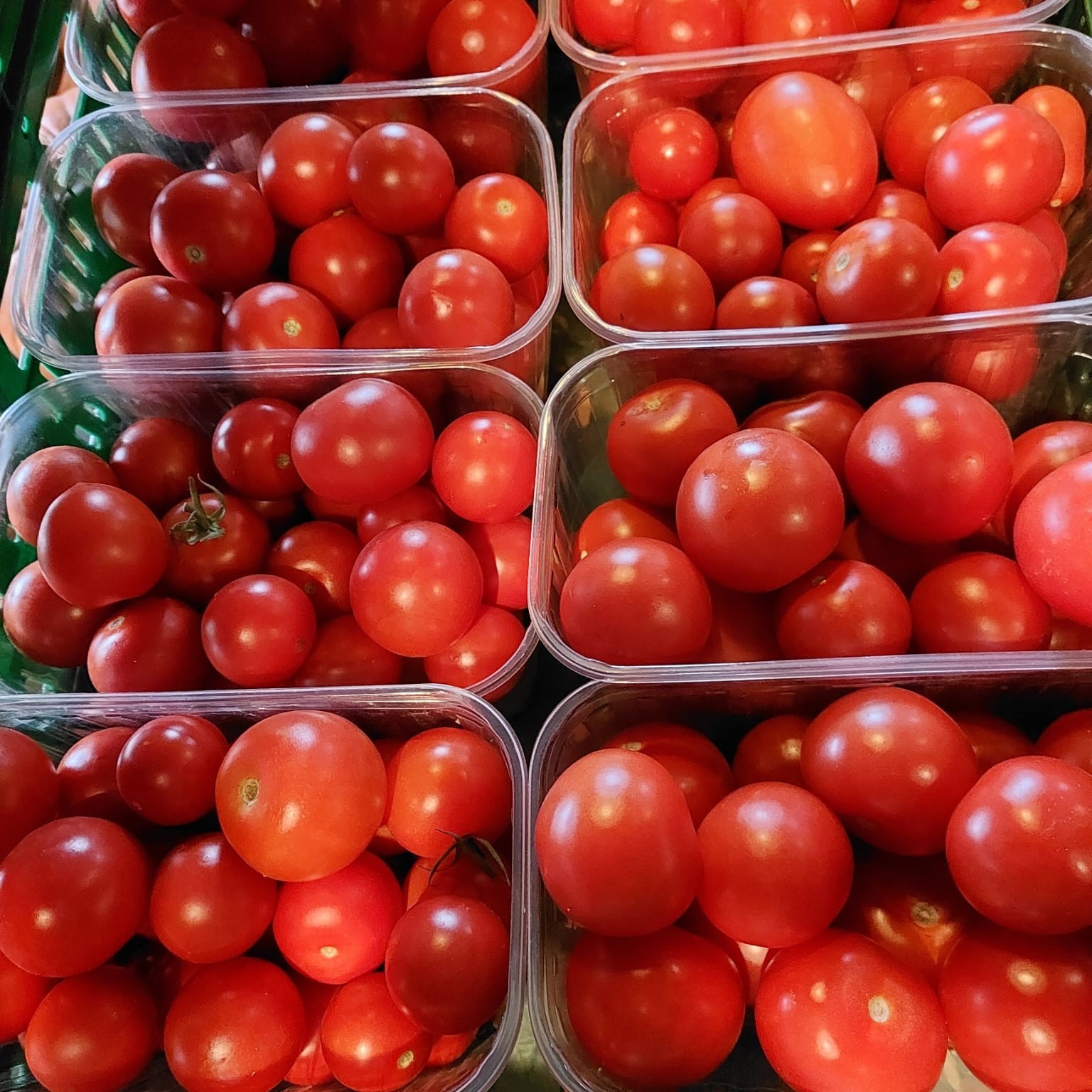 frische tomaten